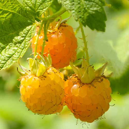 Vaarikas remontant Golden Queen, Р9 interface.image 1 interface.art 7608