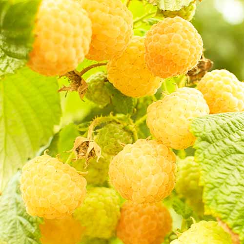 Vaarikas Rubus idaeusGolden Bilss interface.art foto 1 Vaarikas Rubus idaeusGolden Bilss interface.image 1 interface.art 5839