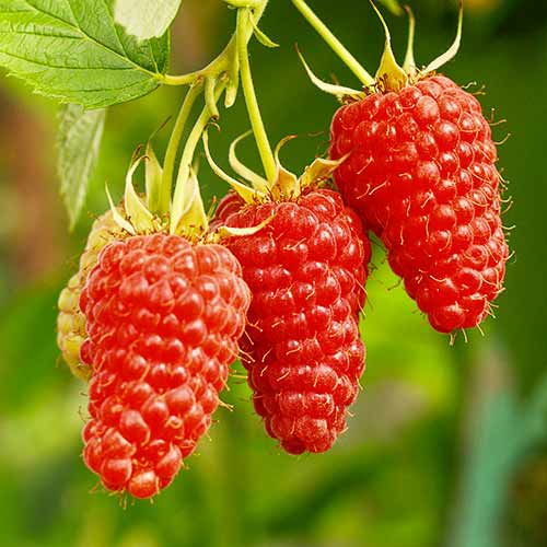 Vaarikas Tayberry Medana, Р9 interface.image 1 interface.art 7510