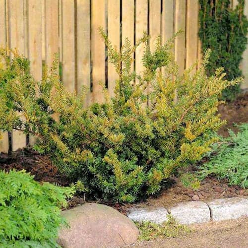 Vahejugapuu Farmen interface.image 1 interface.art 9690