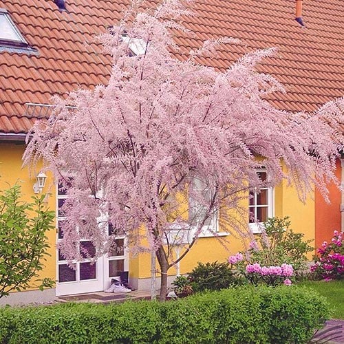 Väikeseõieline tamarisk, P9 interface.image 1 interface.art 9102