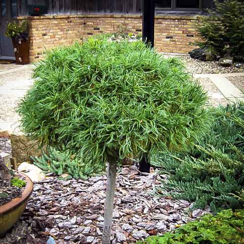 Valge mänd Green Twist, C4 interface.image 1 interface.art 8257