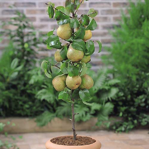 Varajane pirnipuu Condo interface.image 1 interface.art 1969