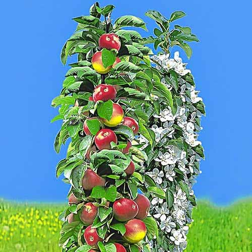 Varajane sammas õunapuu, С2 interface.image 1 interface.art 1932