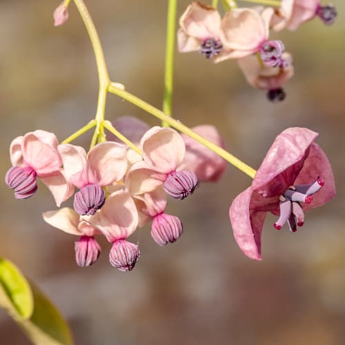 Viieleheline akebia Silver Bell's, С2 interface.image 1 interface.art 5451