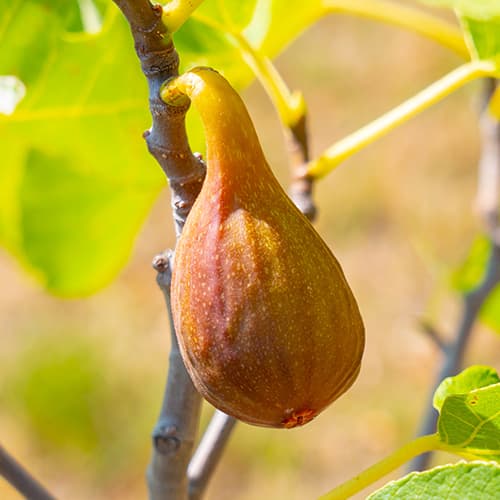 Viigipuu Francesco, С2 interface.image 1 interface.art 5454