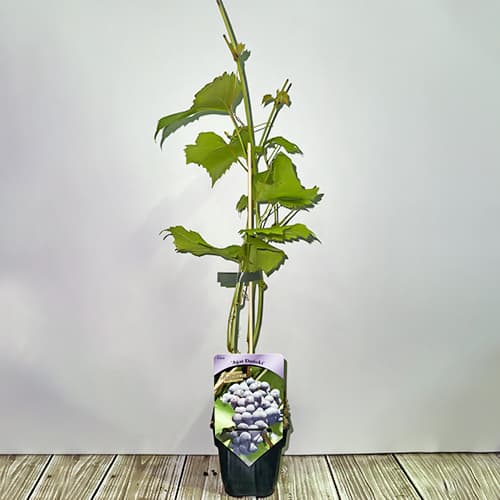 Viinamarjad Agat Donski, Р9 interface.image 2 interface.art 6948