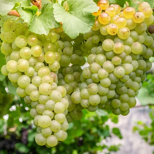 Viinamarjad Aurora, P9 interface.image 1 interface.art 7372