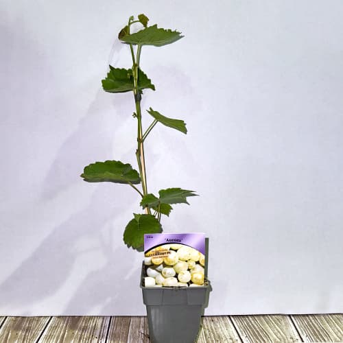 Viinamarjad Aurora, P9 interface.image 2 interface.art 7372