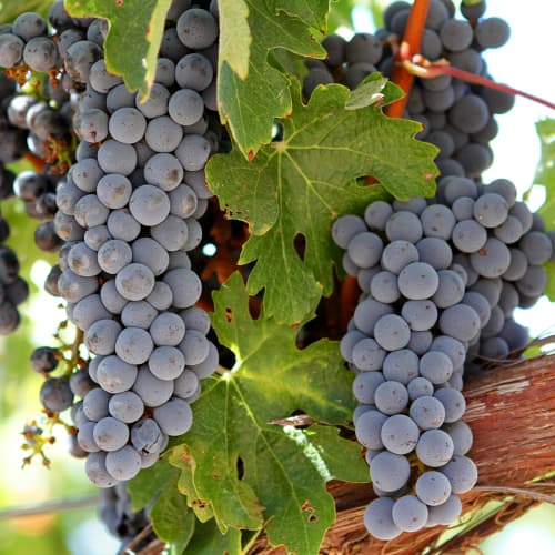 Viinamarjad Cabernet interface.art foto 1 Viinamarjad Cabernet interface.image 1 interface.art 5638