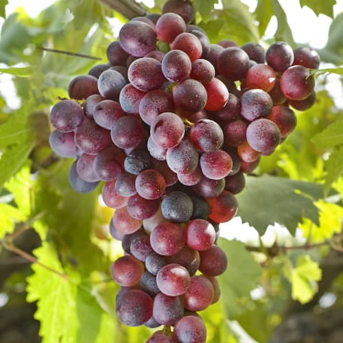 Viinamarjad Canadice, Р9 interface.image 1 interface.art 5639