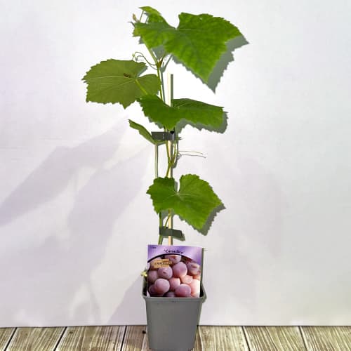 Viinamarjad Canadice, Р9 interface.image 2 interface.art 5639