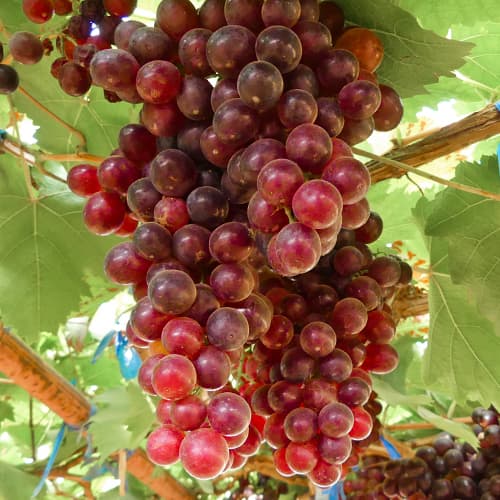 Viinamarjad Kalina Red, Р9 interface.image 1 interface.art 4897