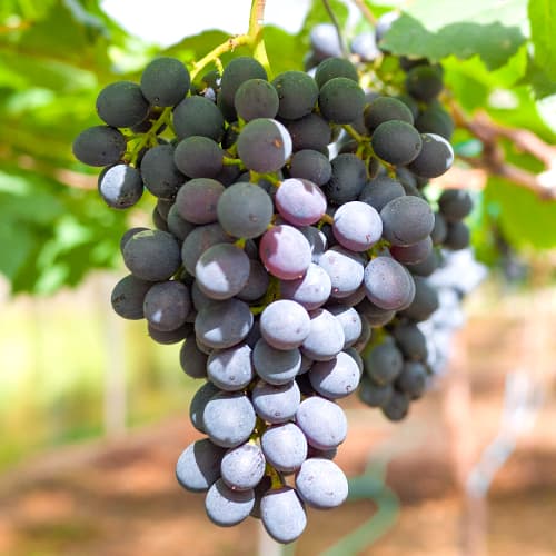 Viinamarjad Kodrianka, Р9 interface.image 1 interface.art 7339