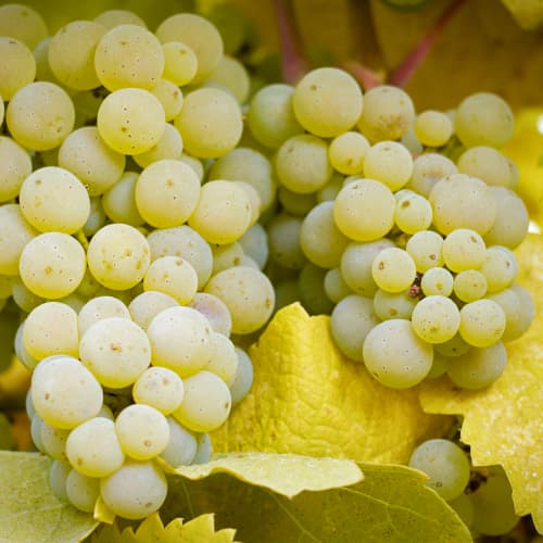 Viinamarjad Lilla, Р9 interface.image 1 interface.art 5569