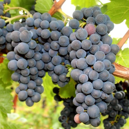 Viinamarjad Nero interface.image 1 interface.art 5640