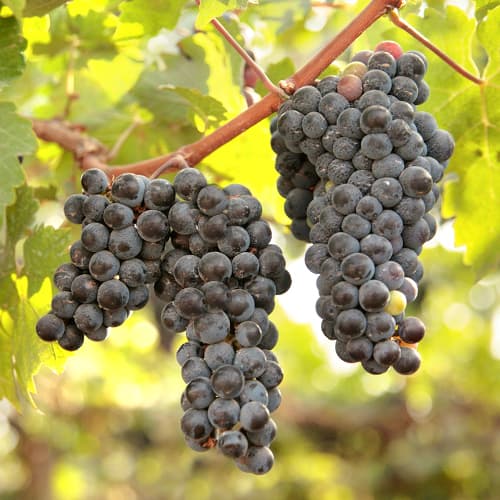 Viinamarjad New York Muscat, Р9 interface.image 1 interface.art 6959