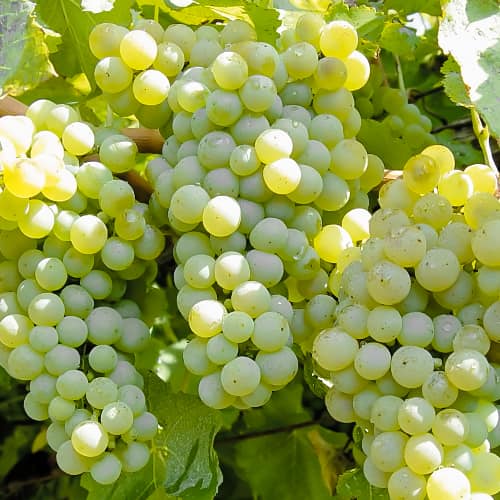 Viinamarjad Ontario, P9 interface.image 1 interface.art 6956