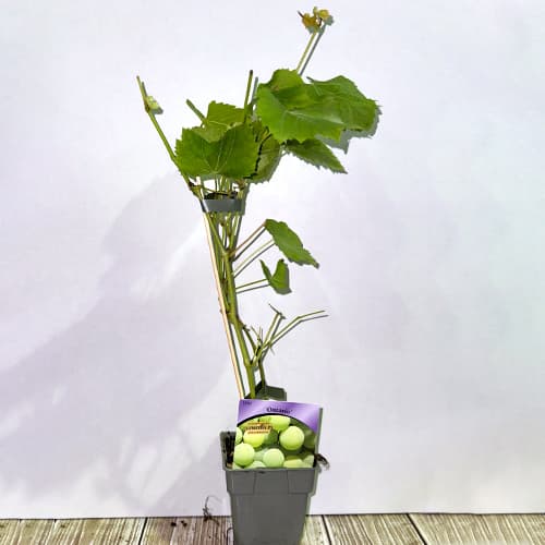 Viinamarjad Ontario, P9 interface.image 2 interface.art 6956