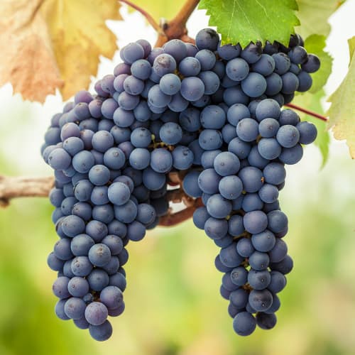 Viinamarjad Pinot Noir, Р9 interface.art foto 1 Viinamarjad Pinot Noir, Р9 interface.image 1 interface.art 6972