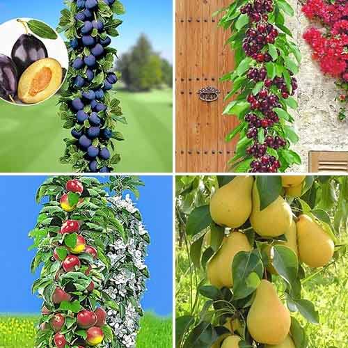 Viljapuuaia komplekt, 4 istikut interface.art foto 1 Viljapuuaia komplekt, 4 istikut interface.image 1 interface.art 1955