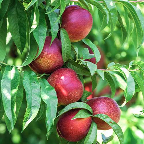 Virsik (columnar) King Part interface.image 1 interface.art 2018