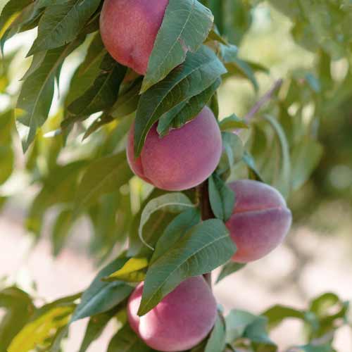 Virsik (columnar) Lolita interface.image 1 interface.art 2019