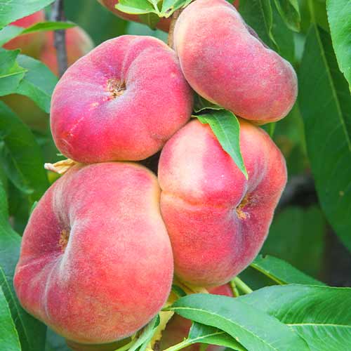 Virsik (columnar) Saturn interface.image 1 interface.art 2020