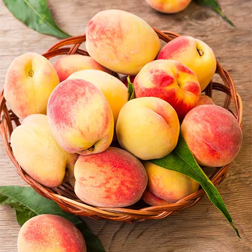 Virsik Lolita, C2 interface.image 1 interface.art 9677