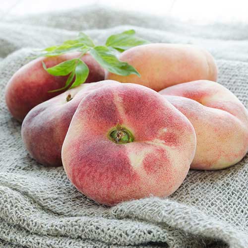 Virsik Saturn interface.image 1 interface.art 5672