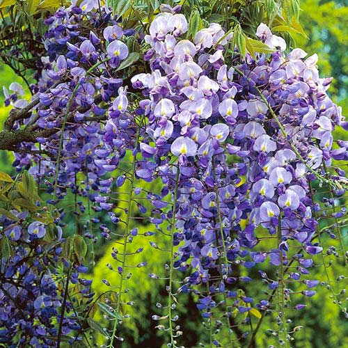 Visteeria Longwood Purple, С2 interface.image 1 interface.art 8239