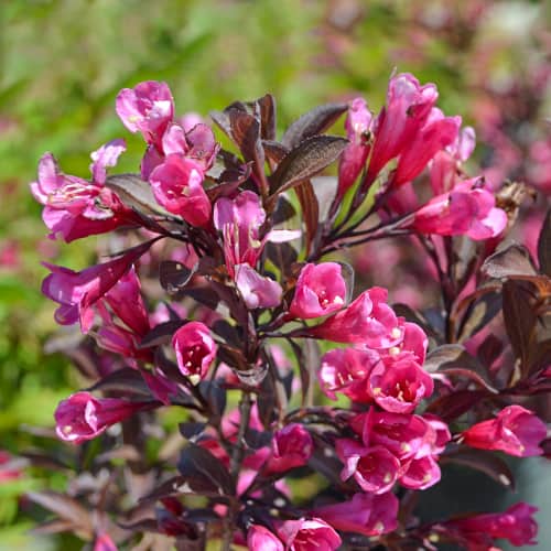 Weigela florida Wine and Roses Alexandra, С2 interface.image 1 interface.art 8271