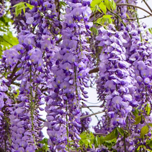 Wisteria floribunda Royal Purple, С2 interface.image 1 interface.art 8276