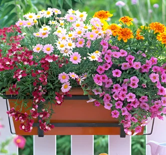 Amplilillede seemned