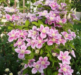 Dekoratiivsed liaanid