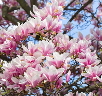 Dekoratiivsed põõsad