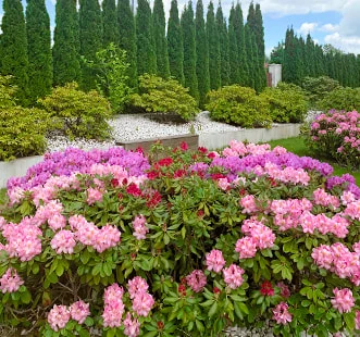 Dekoratiivsed taimed