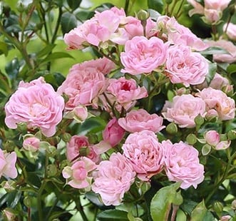 Floribunda roos