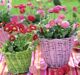 Kaheaastaste lillede seemned