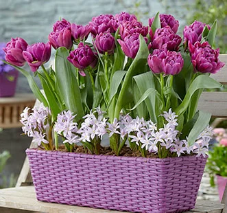 Lillesibulad Best Buy Capperline