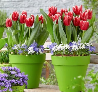 Lillesibulad Star Capperline