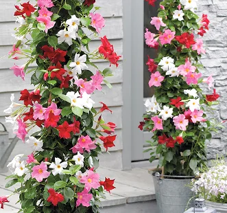 Mitmeaastased lilled