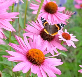 Mitmeaastaste lillede seemned