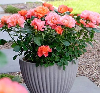 Roosid rõdule, terrassile