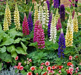 Üheaastaste lillede seemned