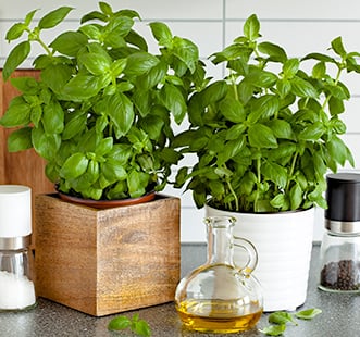 Vürtsikate kultuuride seemned