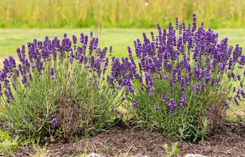 Imeline lavendel: istutamise ja hoolduse saladused