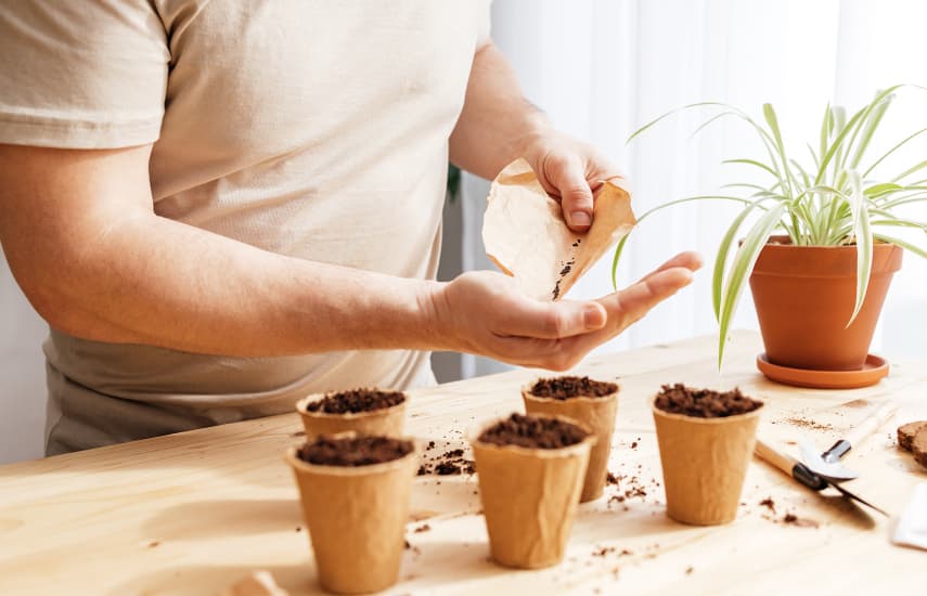 Imeline lavendel: istutamise ja hoolduse saladused