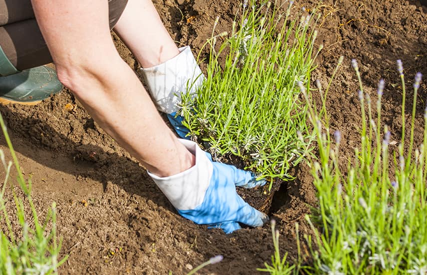 Imeline lavendel: istutamise ja hoolduse saladused