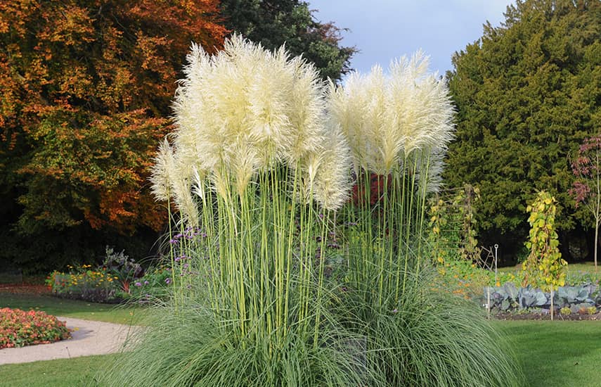 Pampas grass - istutusjuhised